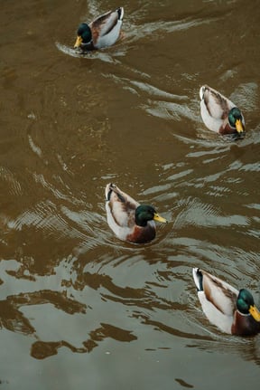 Ducks