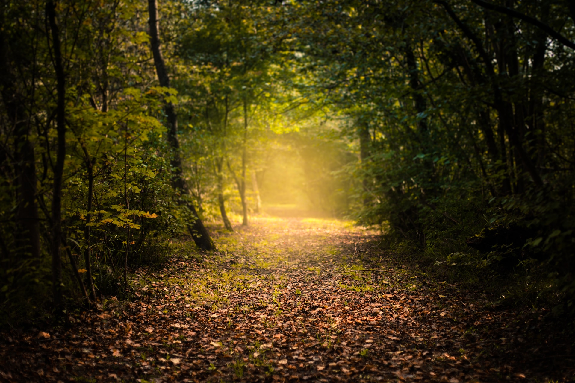 Path through trees