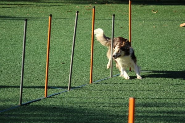 Dog in agility competition as a metaphor for agility