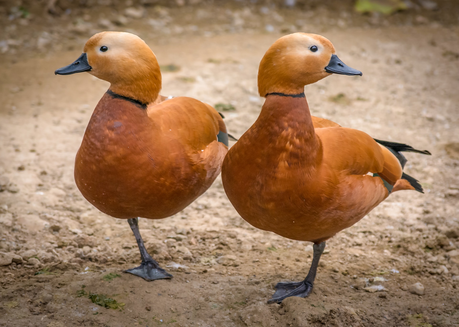 two orange ducks